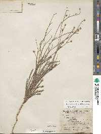 Linum berlandieri var. filifolium image