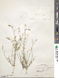 Linum berlandieri var. filifolium image