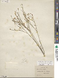 Linum berlandieri var. filifolium image