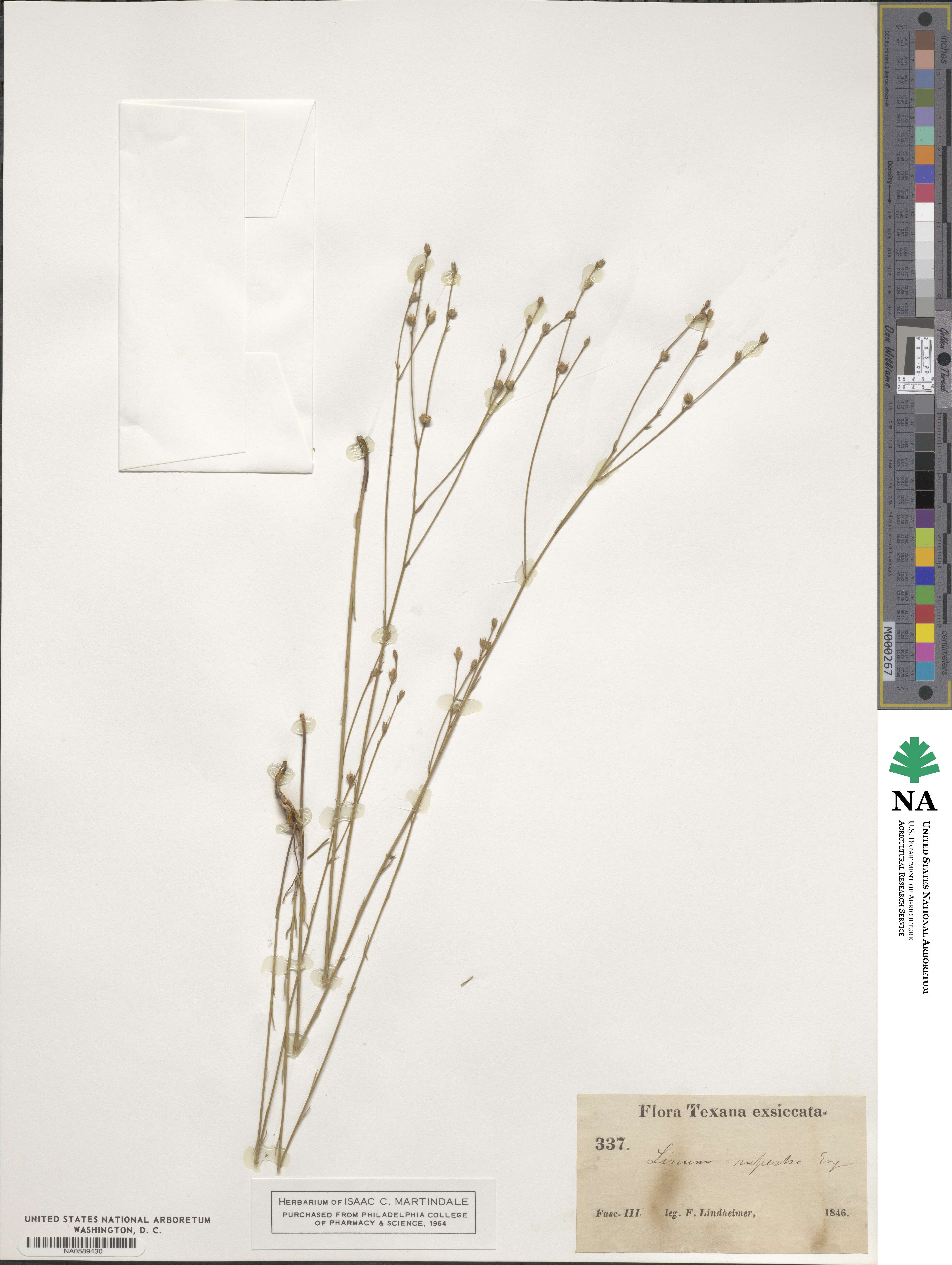 Linum rupestre image