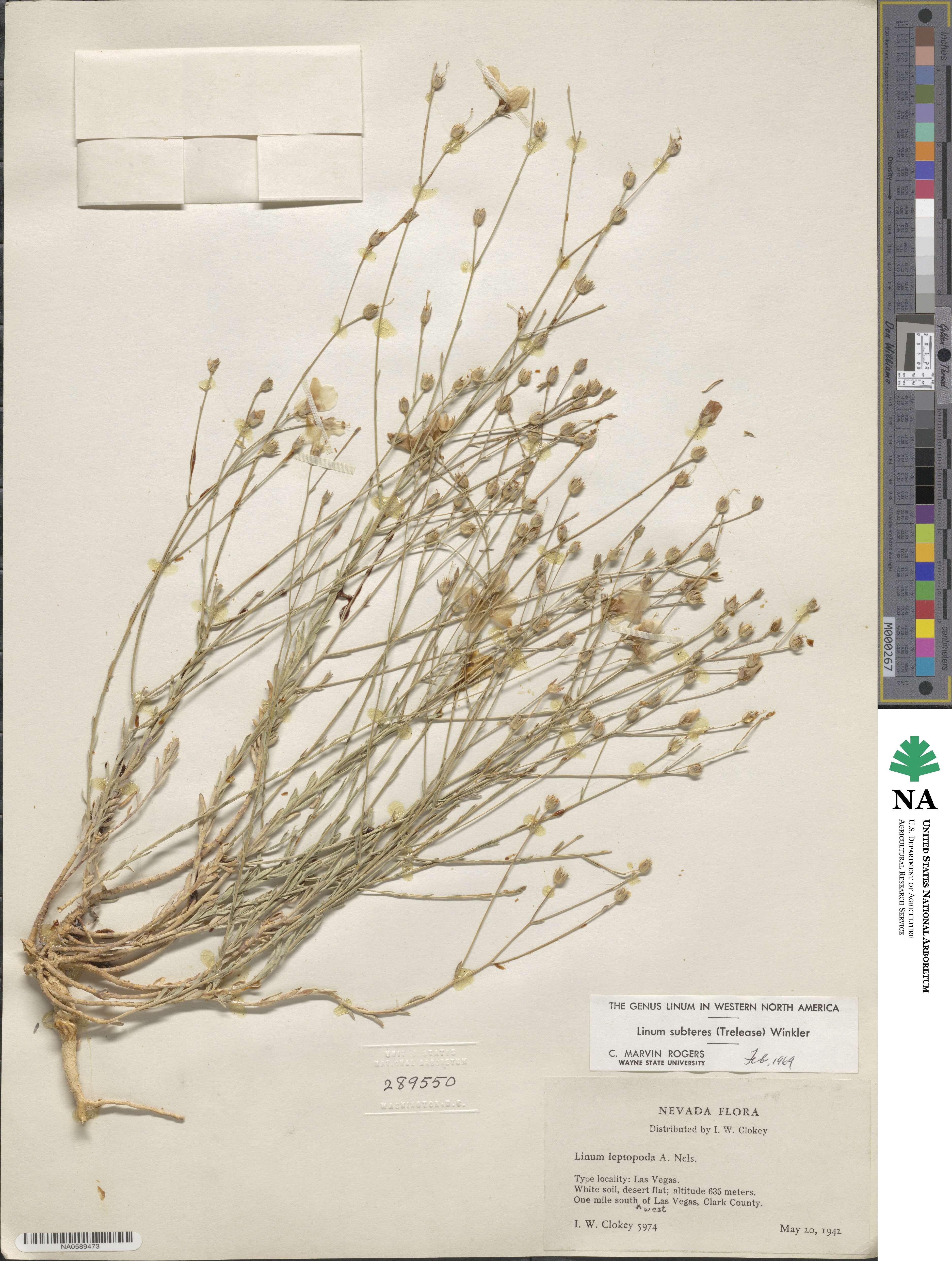 Linum subteres image