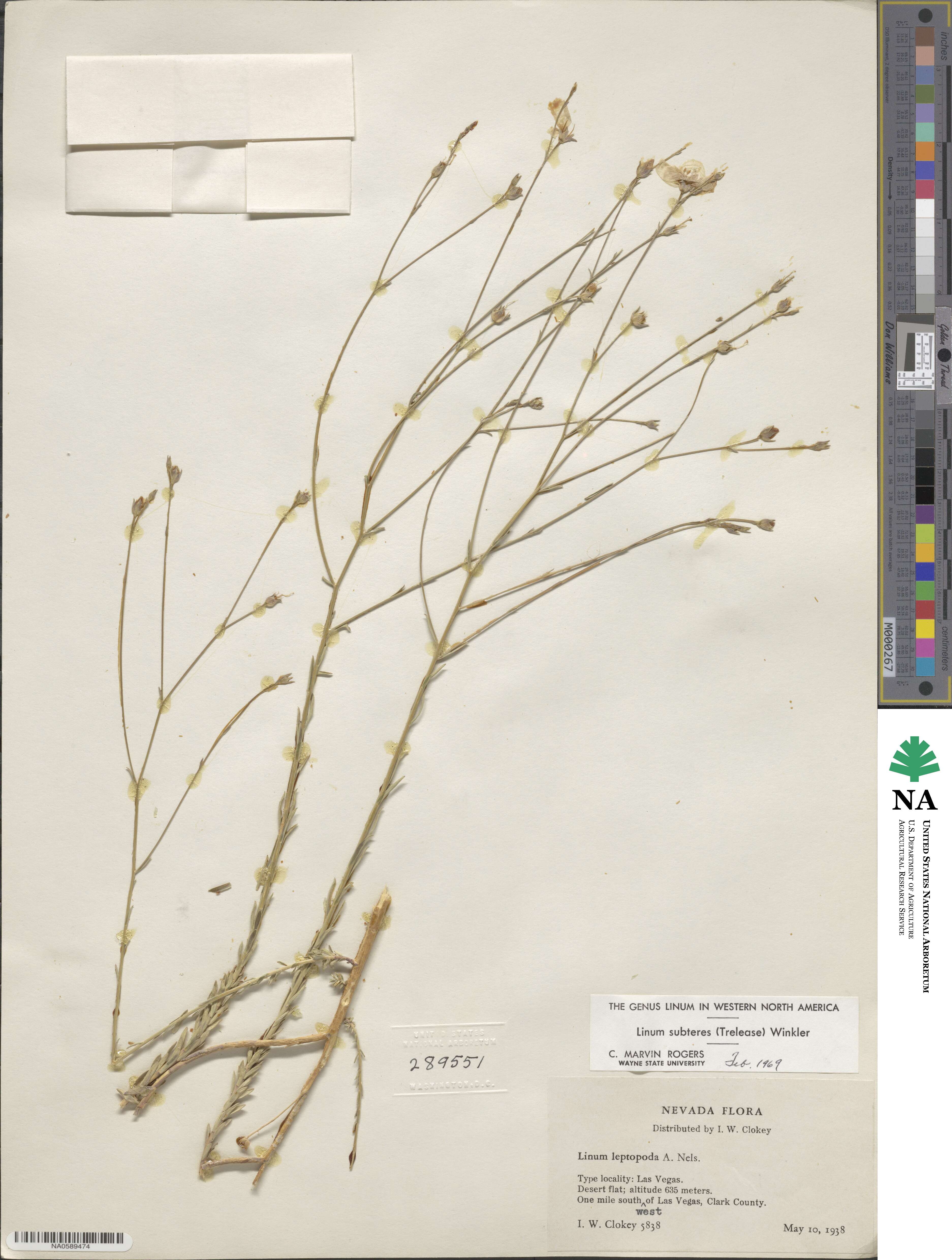 Linum subteres image