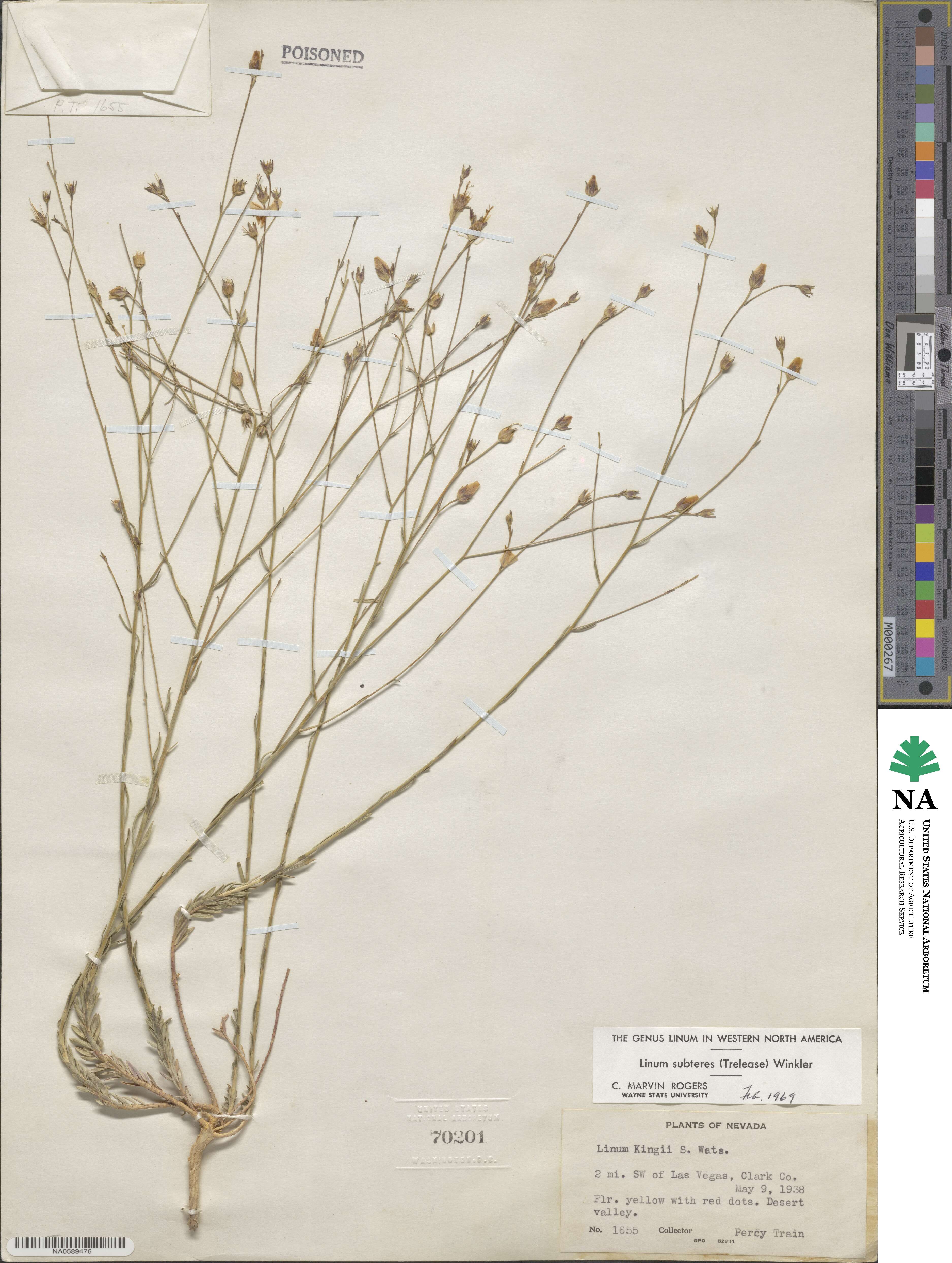 Linum subteres image