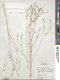 Linum subteres image