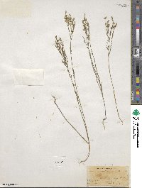 Linum sulcatum image