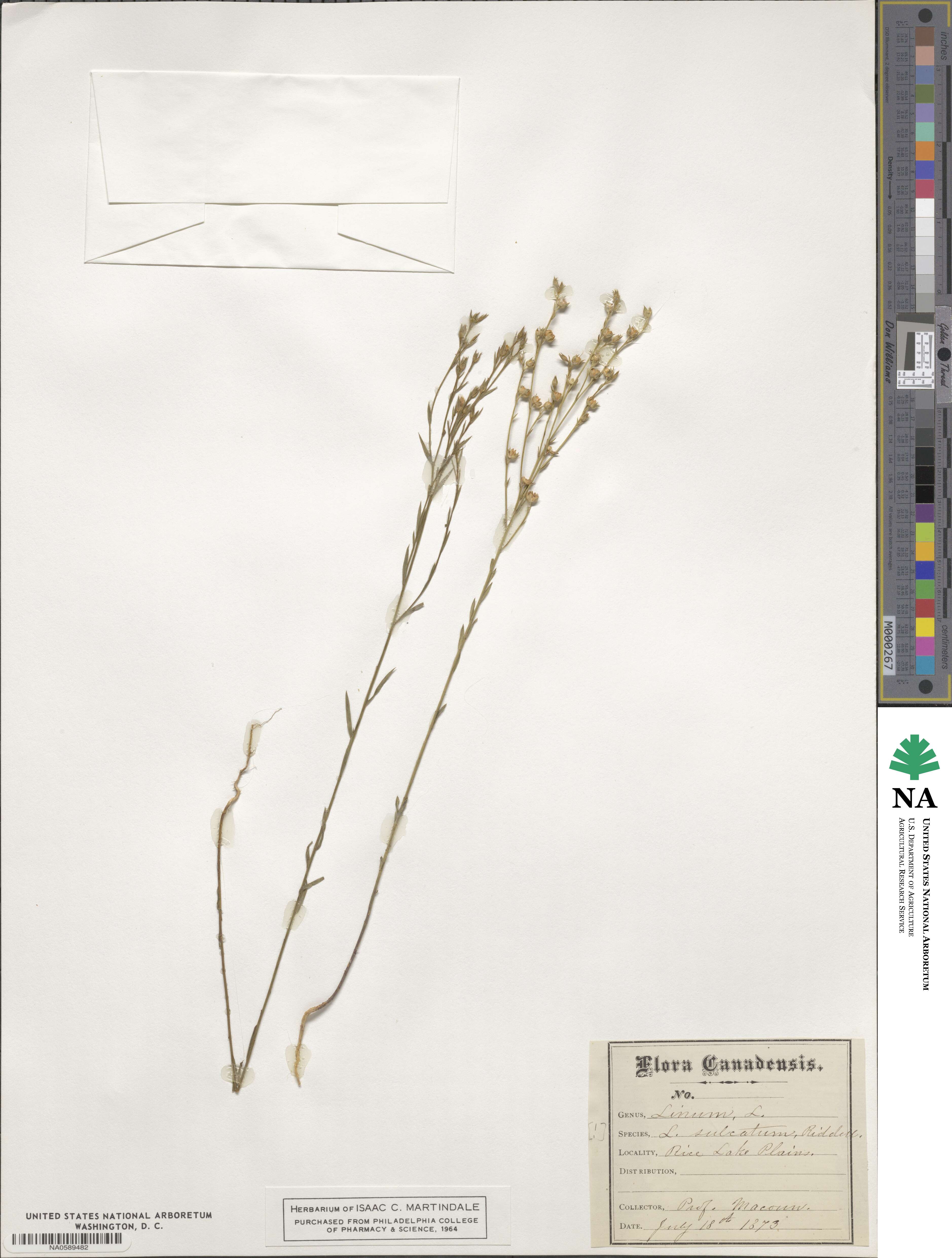 Linum sulcatum image
