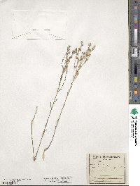 Linum sulcatum image