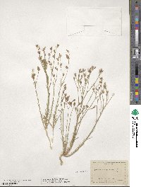 Linum sulcatum image