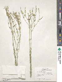 Linum sulcatum image