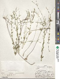 Linum sulcatum image