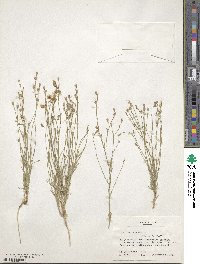 Linum vernale image