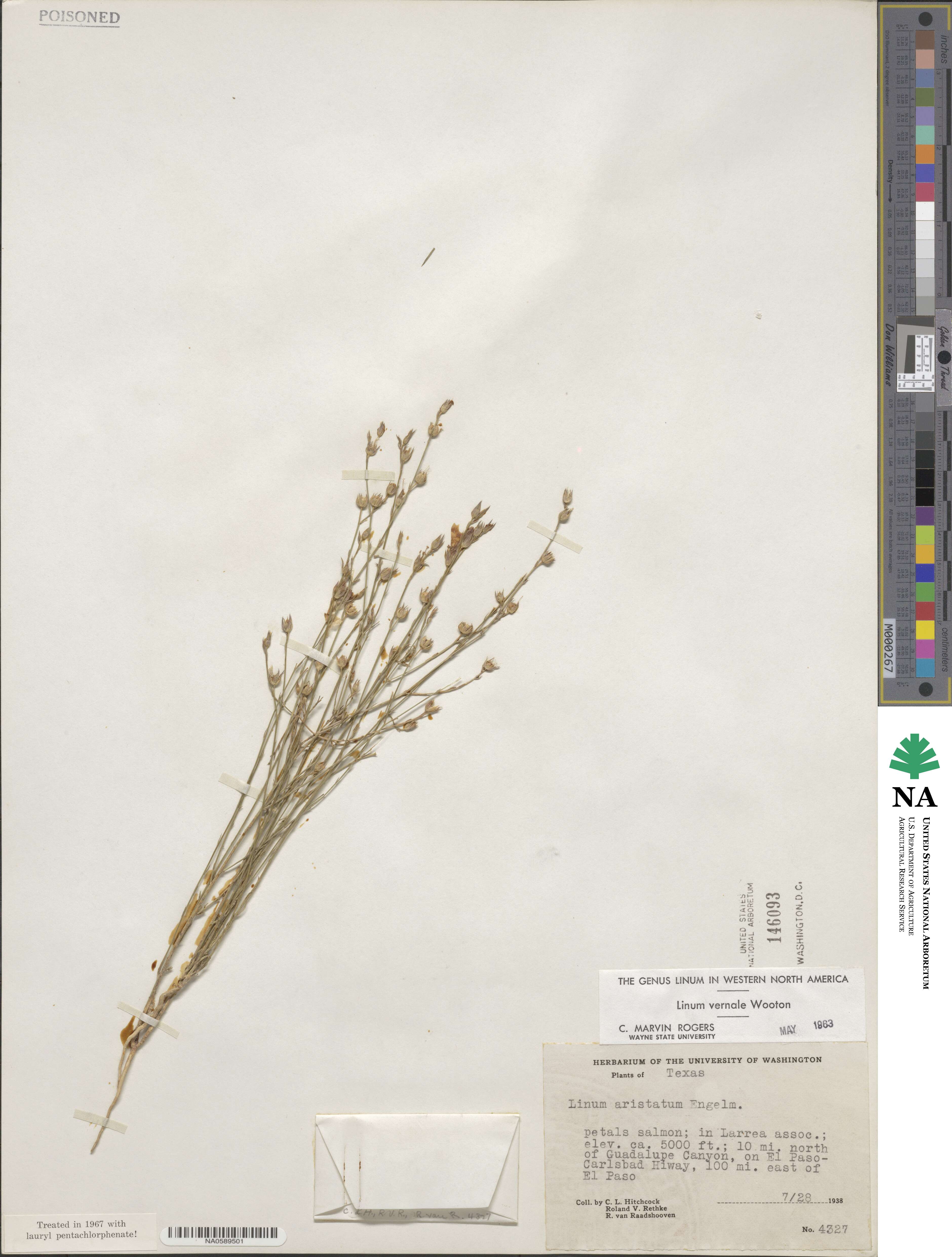 Linum vernale image