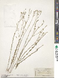 Linum virginianum image