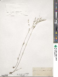 Linum virginianum image