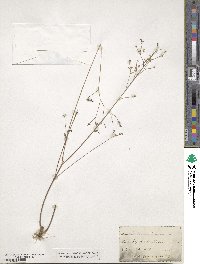 Linum virginianum image