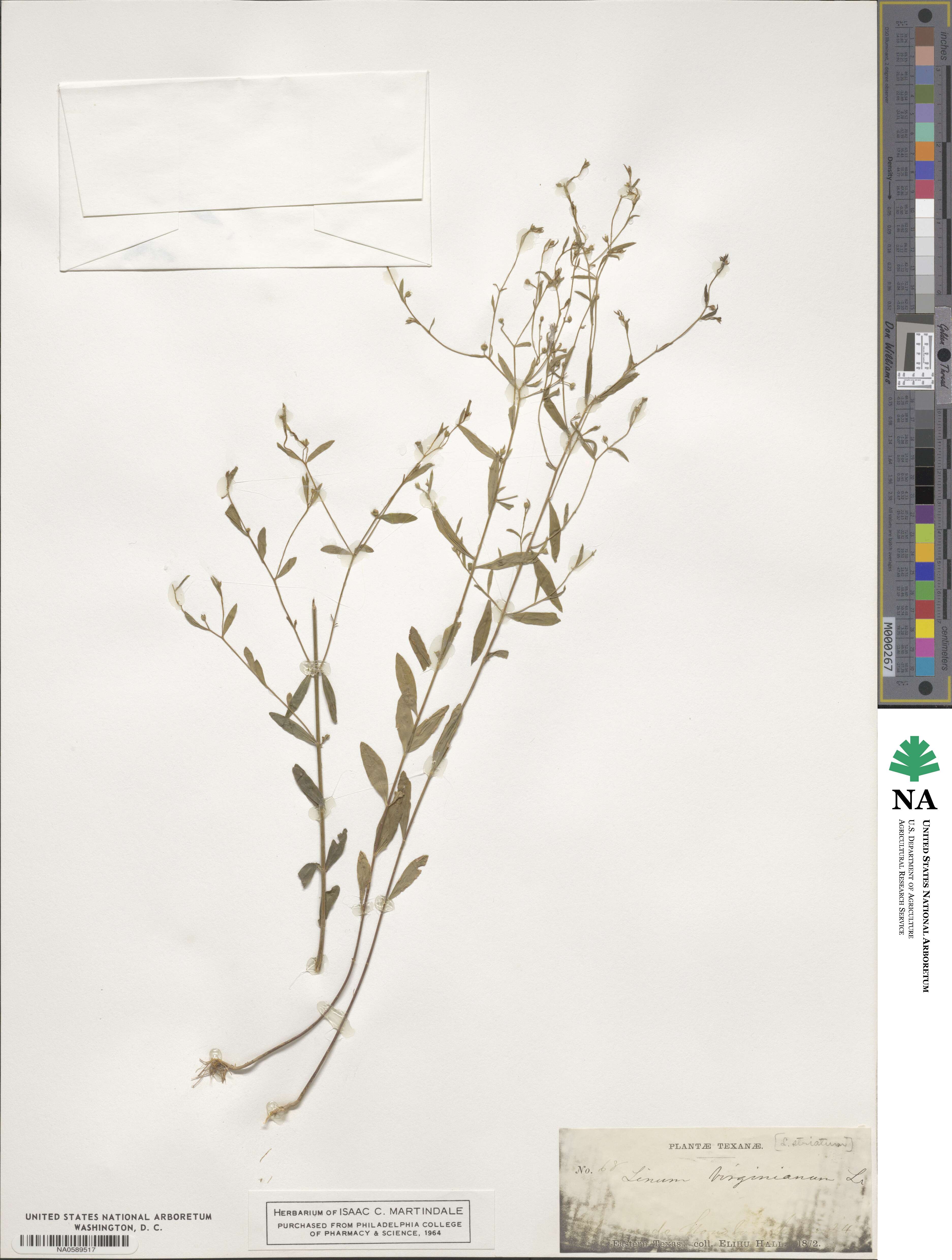 Linum virginianum image
