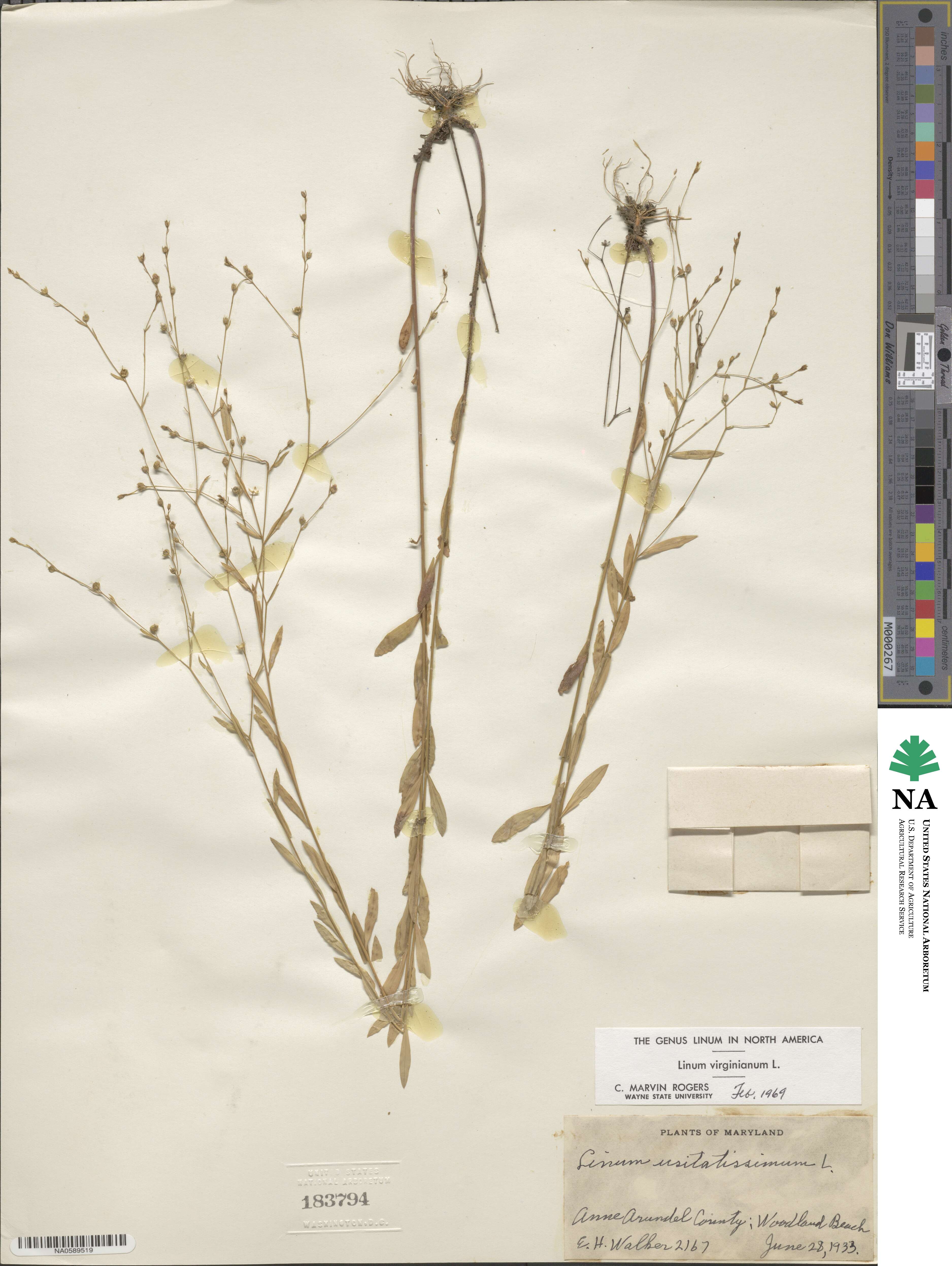 Linum virginianum image