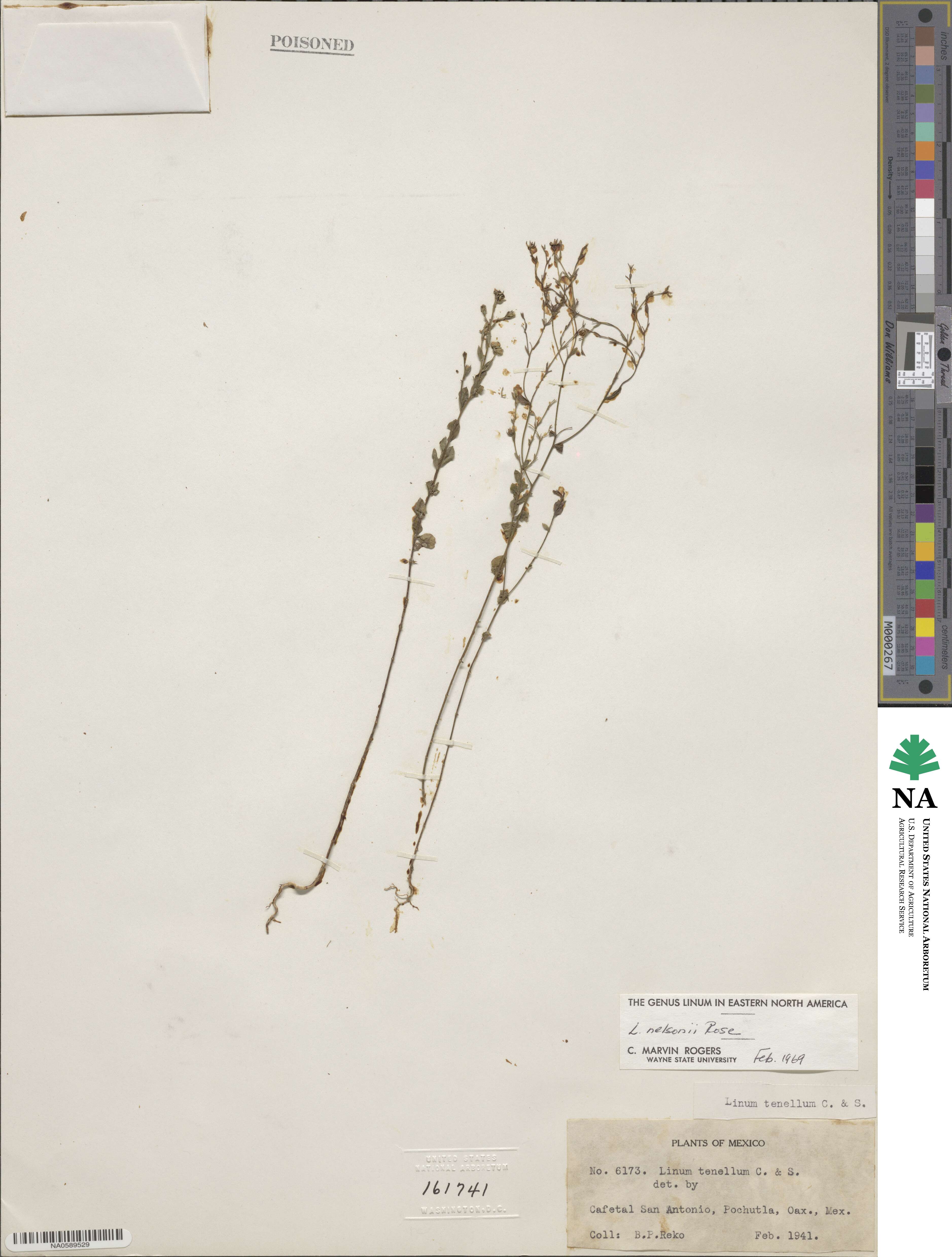 Linum nelsonii image