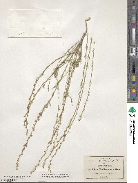 Linum neomexicanum image