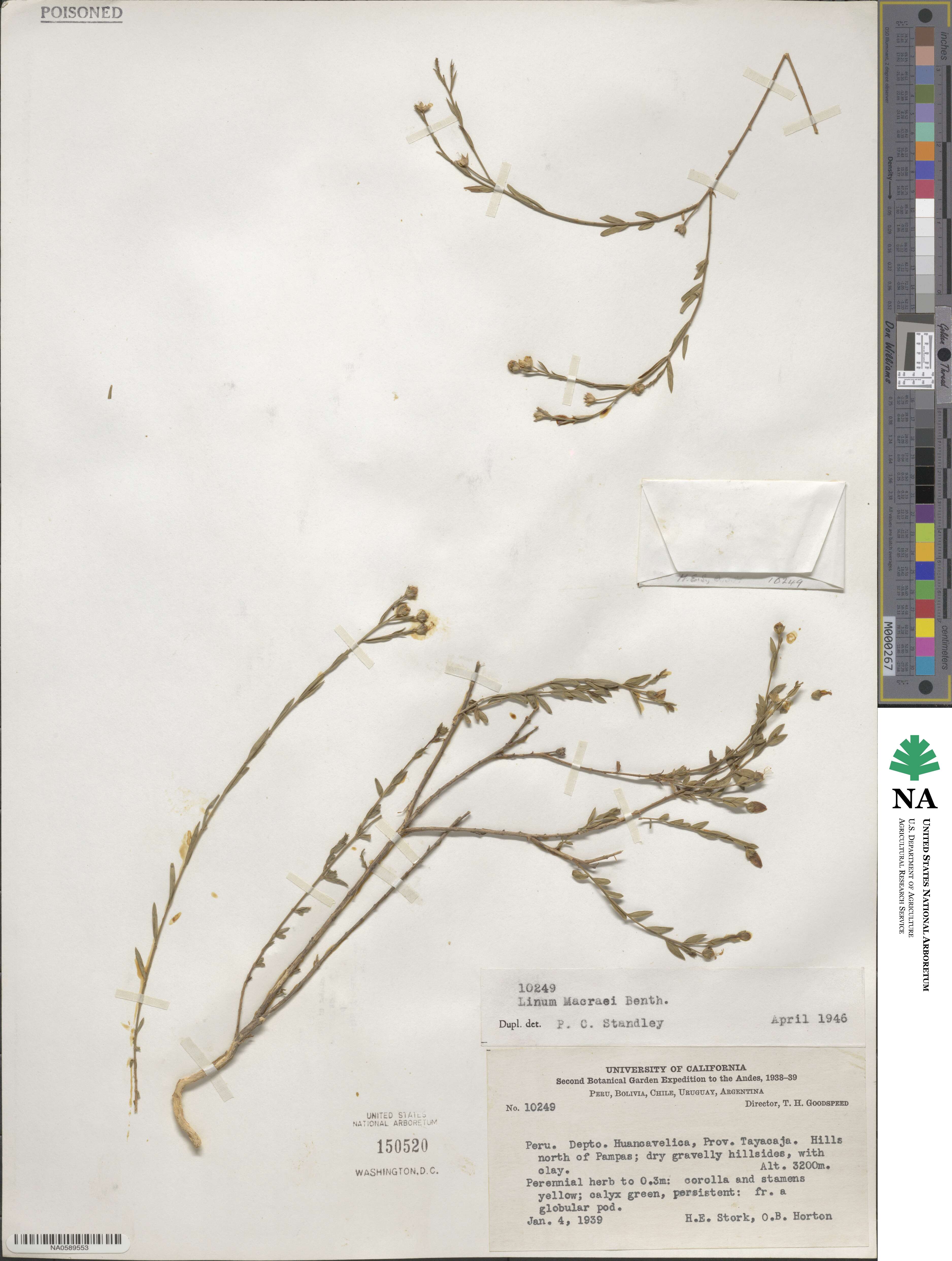 Linum macraei image