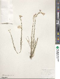 Linum alpinum image