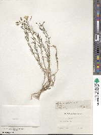 Linum alpinum image