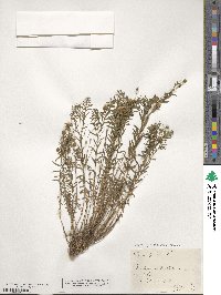 Linum alpinum image