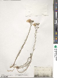 Linum alpinum image