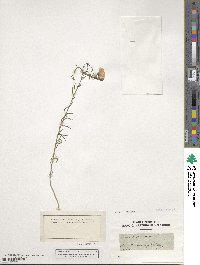 Linum alpinum image