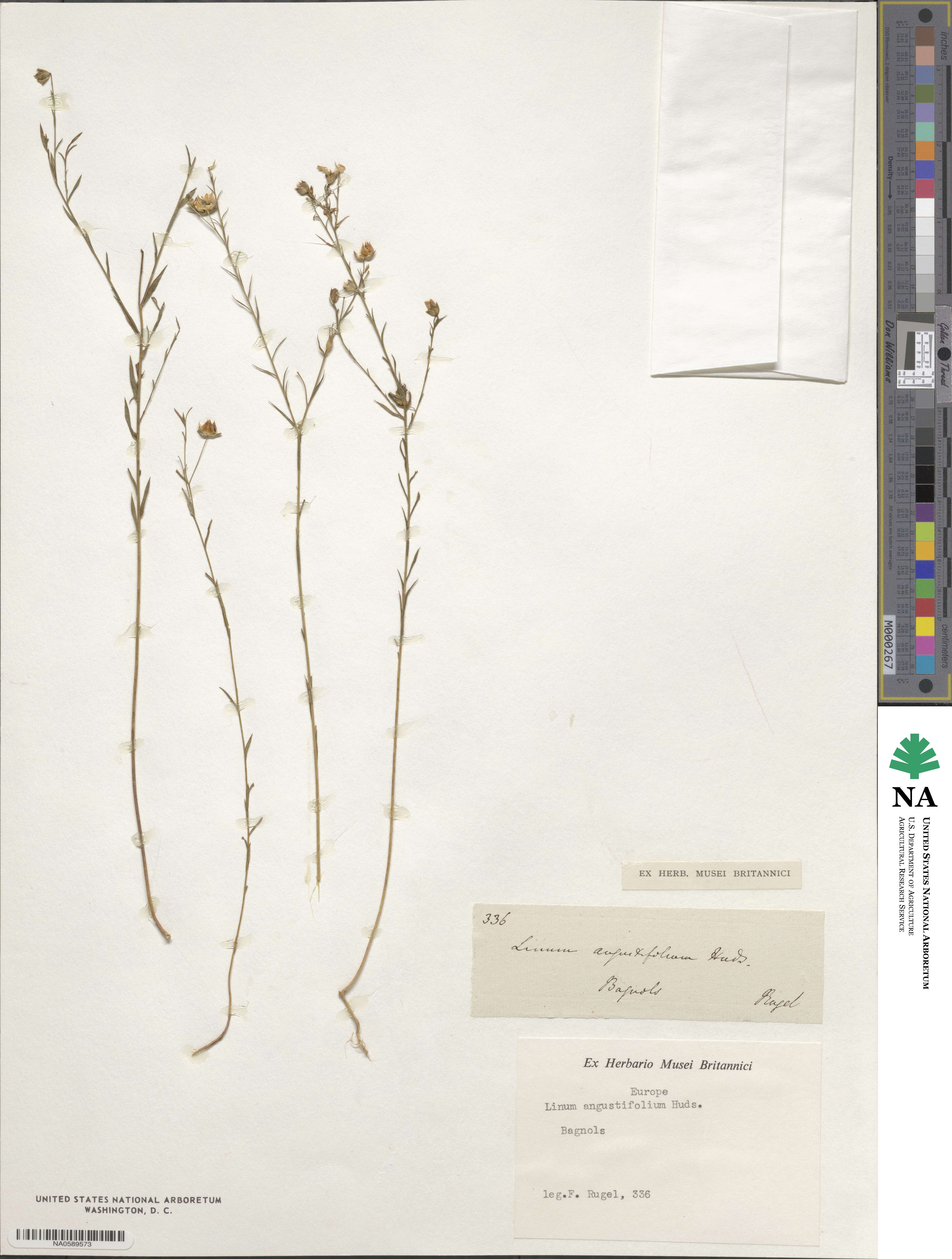 Linum alpinum image