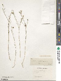 Linum alpinum image