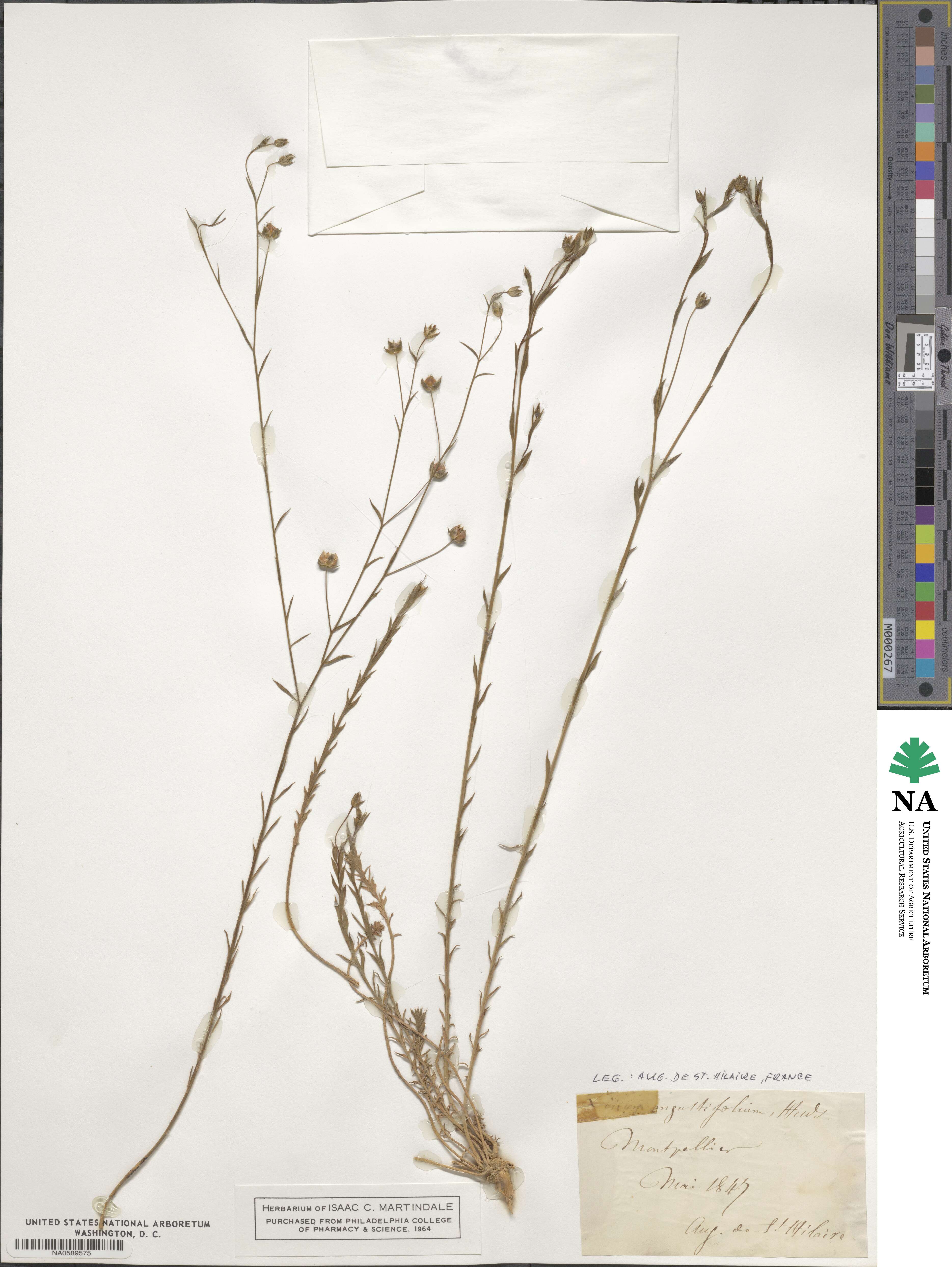 Linum austriacum subsp. austriacum image