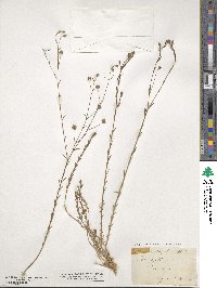 Linum austriacum subsp. austriacum image