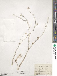 Linum austriacum image