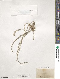 Linum austriacum image