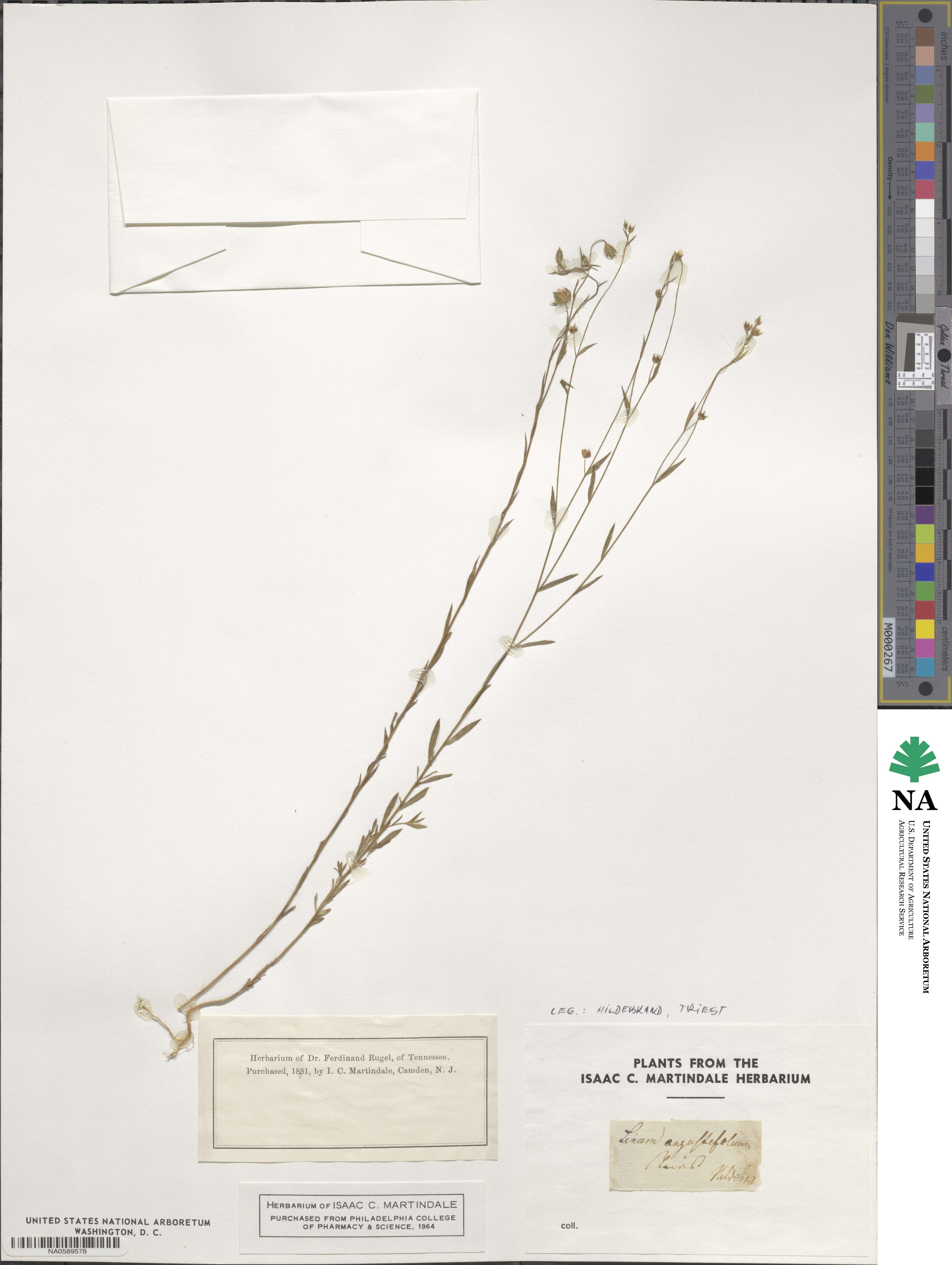 Linum austriacum image