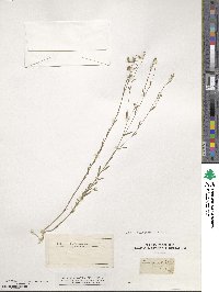 Linum austriacum subsp. austriacum image