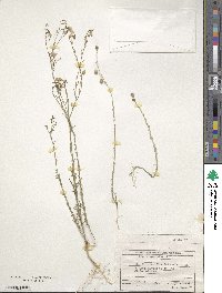 Linum austriacum image