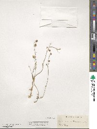 Linum austriacum image