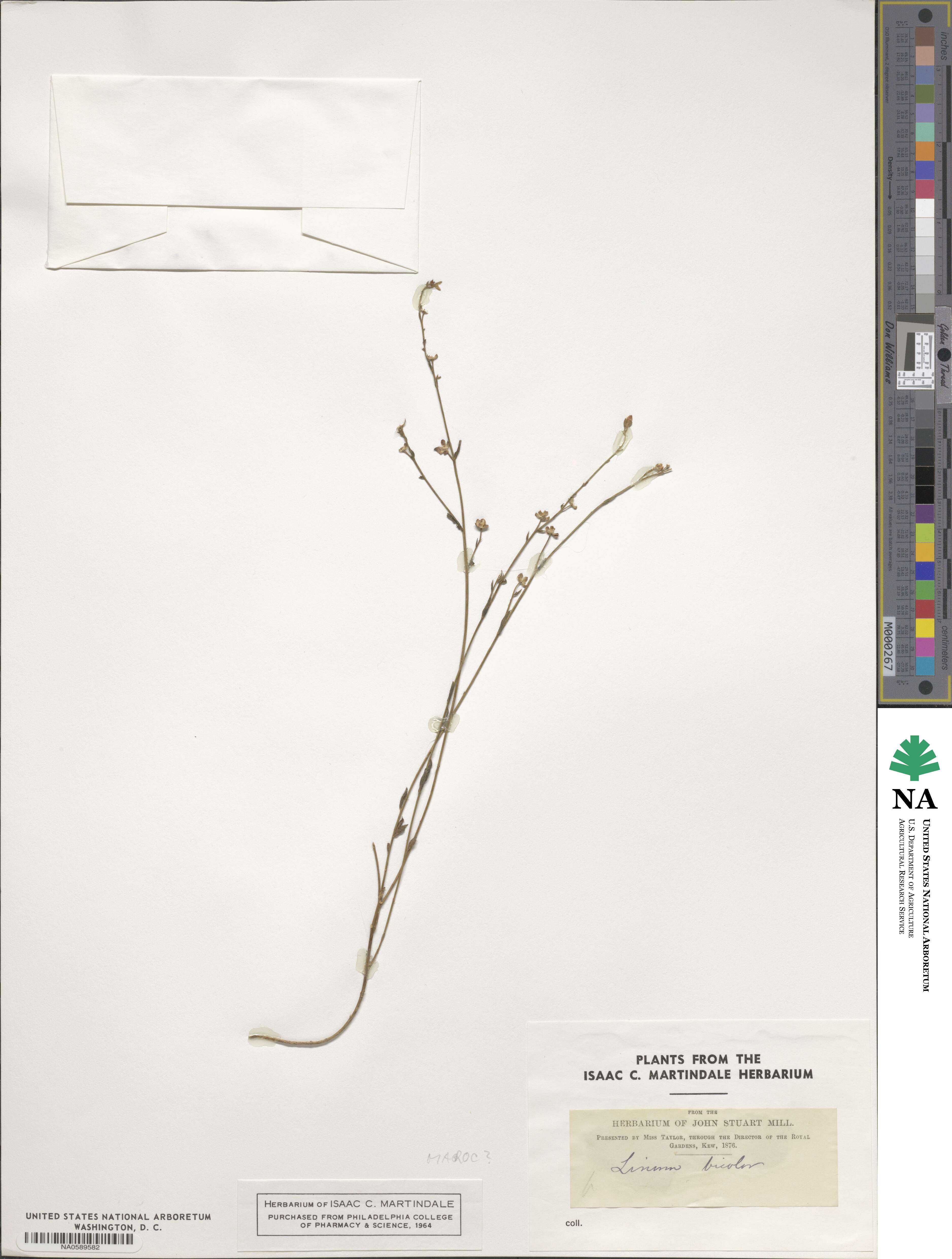 Linum setaceum image