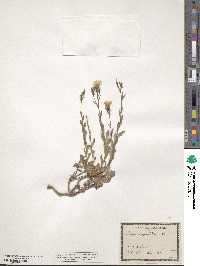 Linum campanulatum image