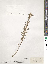 Linum campanulatum image