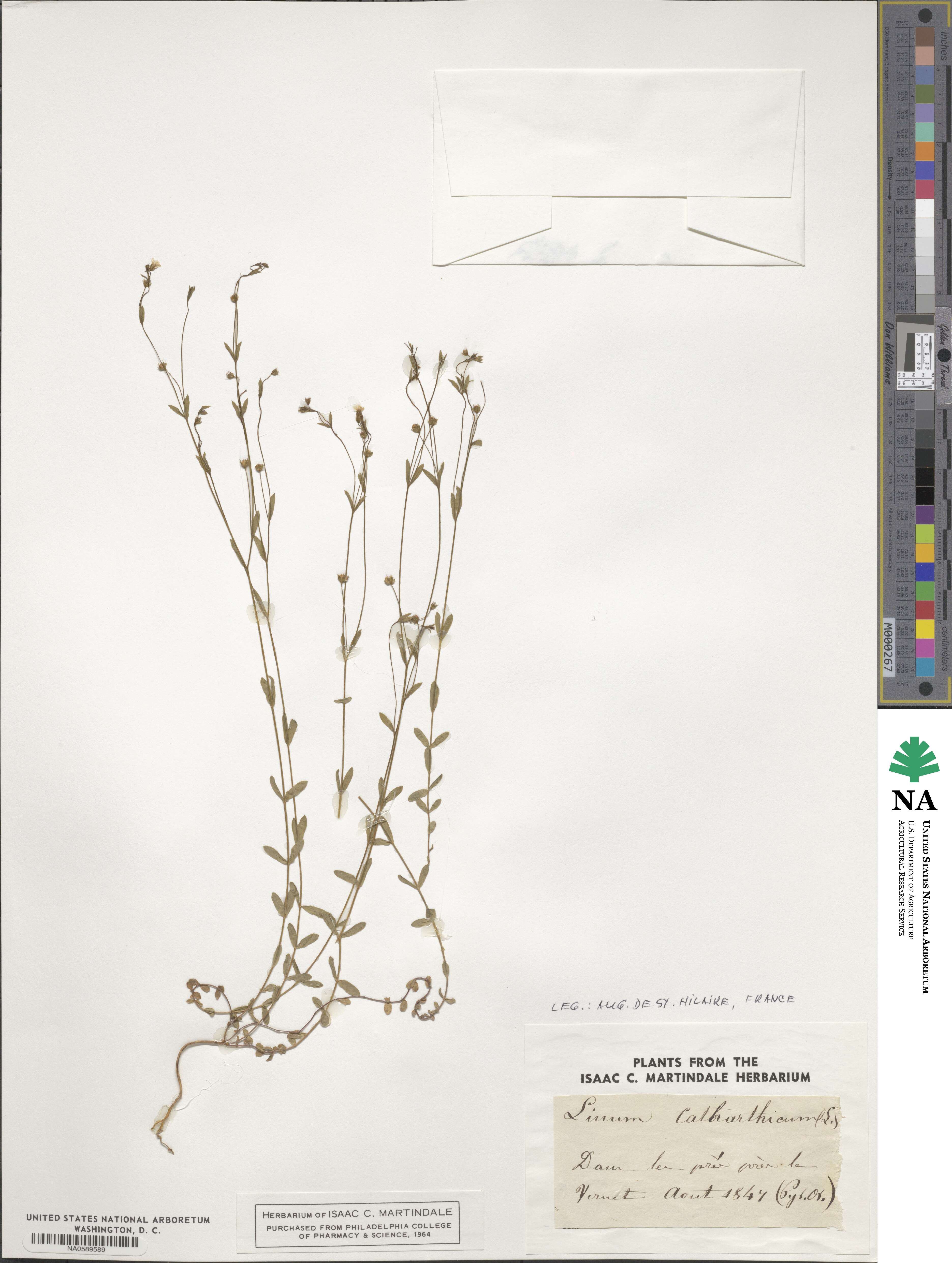 Linum catharticum image