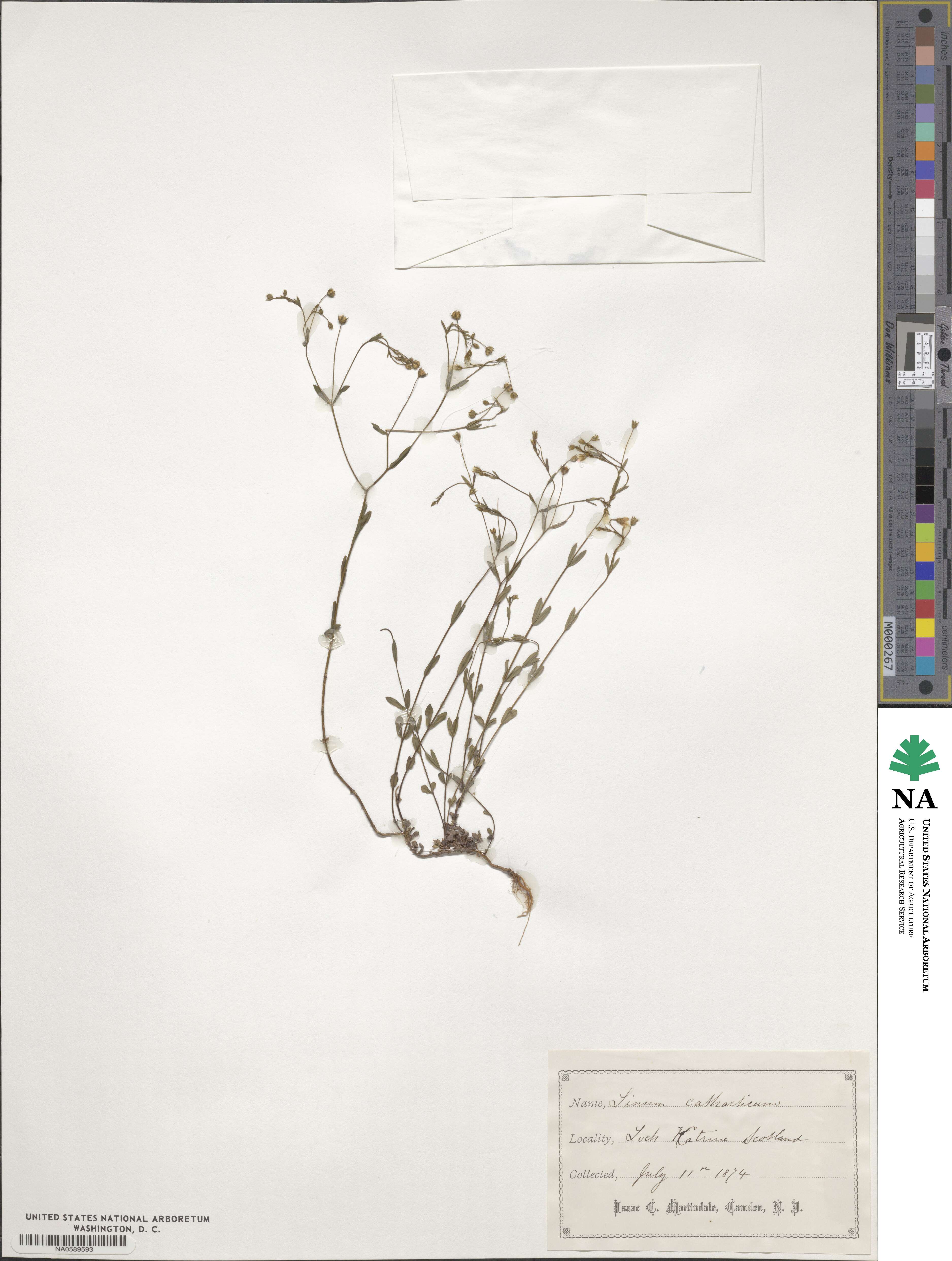 Linum catharticum image