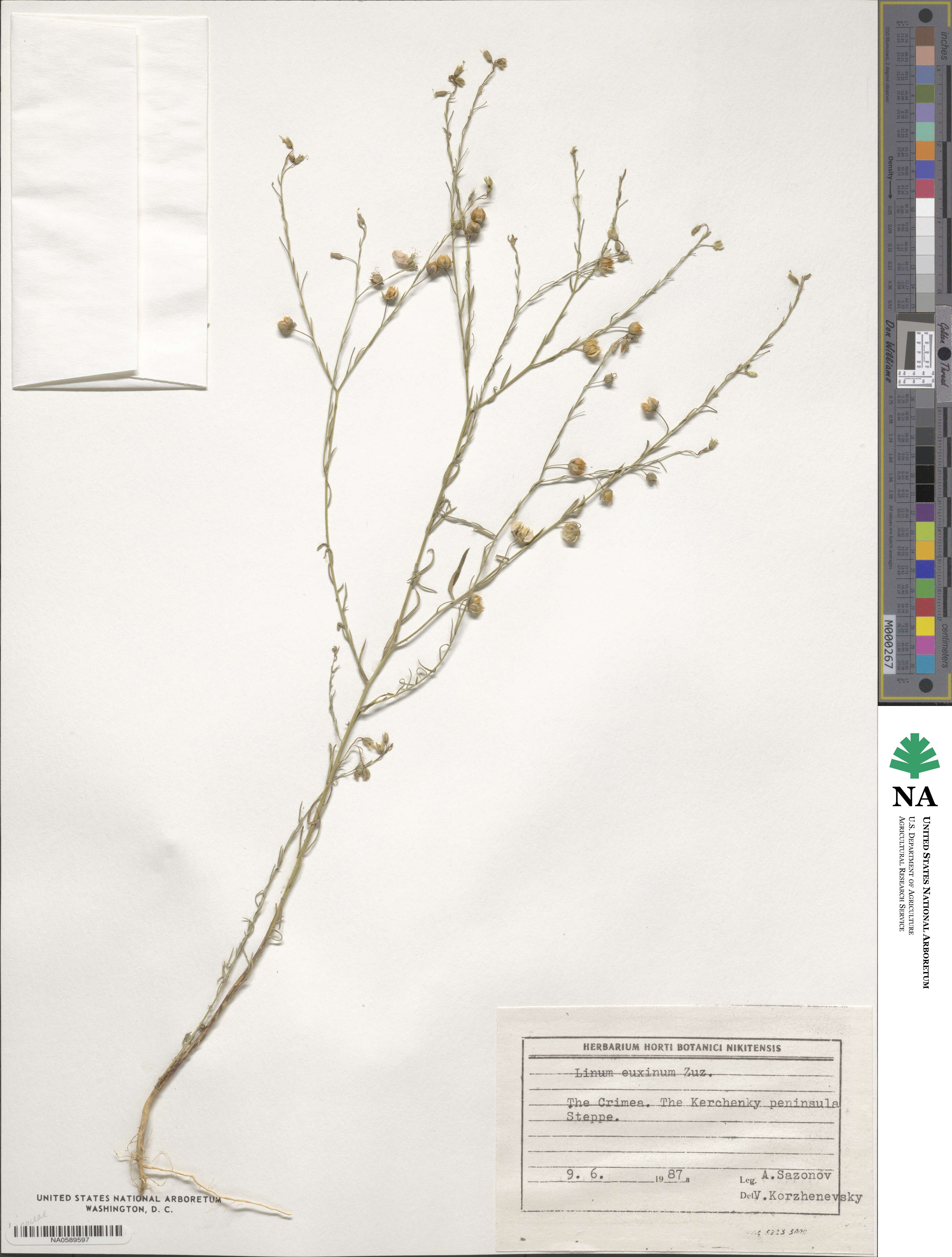 Linum austriacum image