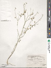 Linum austriacum subsp. squamulosum image