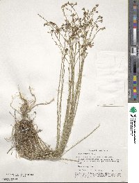 Linum austriacum subsp. squamulosum image