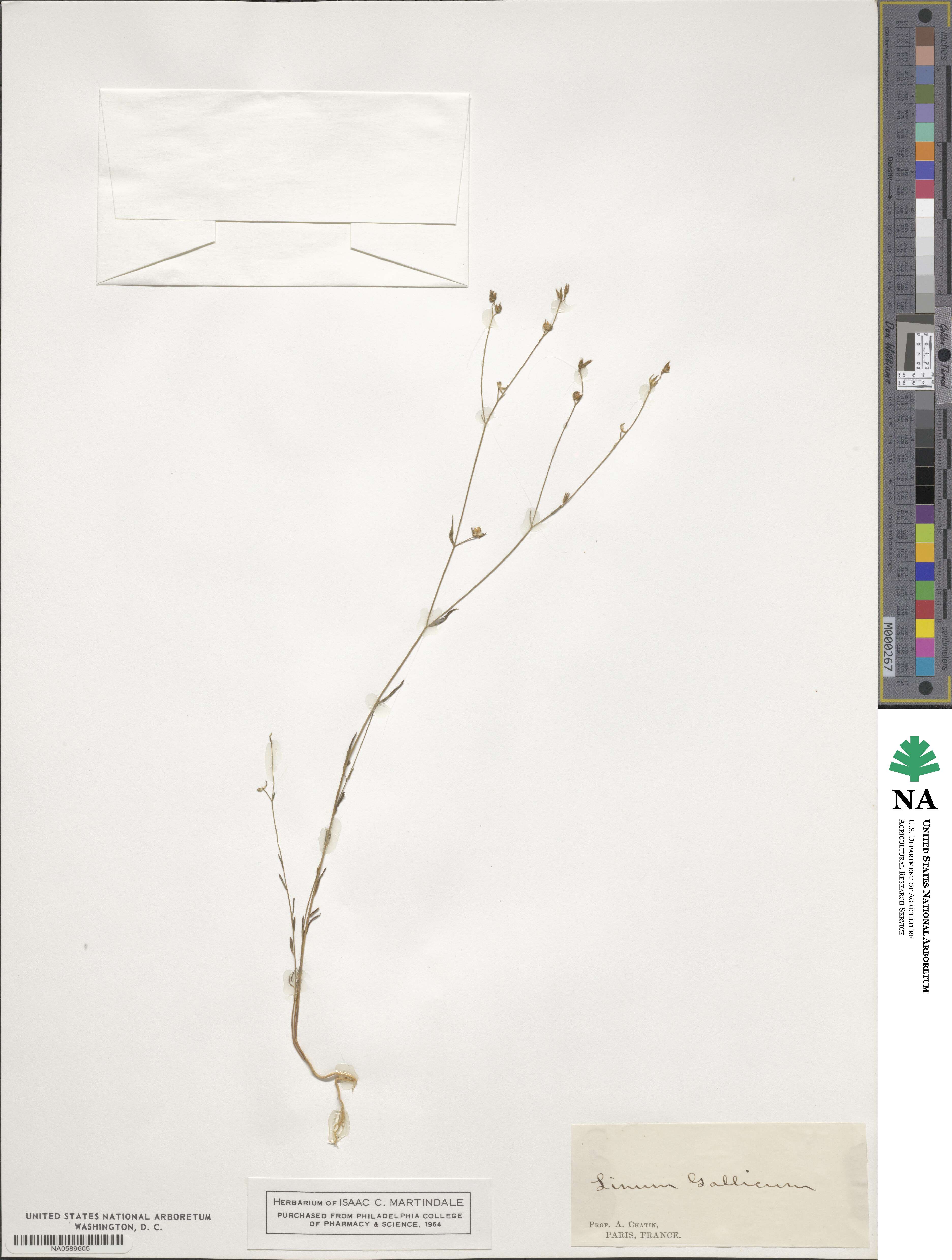 Linum strictum image