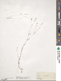 Linum strictum image