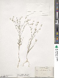 Linum strictum image